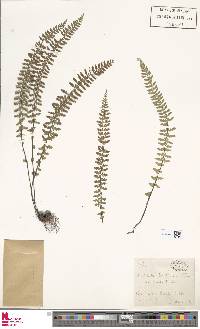 Asplenium sessilifolium image