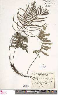 Diploblechnum diversifolium image