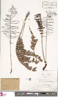 Blechnum meridense image