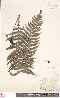 Blechnum meridense image