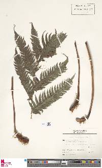 Woodwardia radicans image