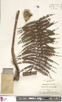 Cyathea arborea image