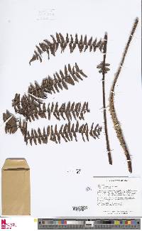 Cyathea akawaiorum image