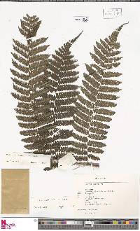 Cyathea pinnula image