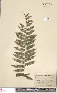 Cyathea schiedeana image