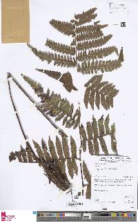 Cyathea surinamensis image