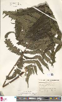 Cyathea obtusa image