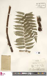 Cyathea aspera image