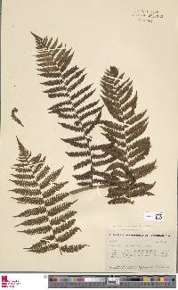 Image of Cyathea costaricensis