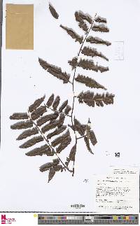 Cyathea macrosora image