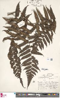 Cyathea macrocarpa image