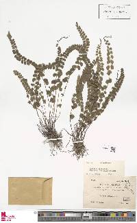 Lindsaea orbiculata image