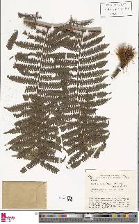 Cyathea fulva image