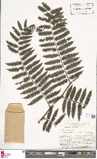 Cyathea gibbosa image