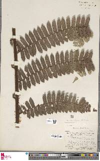 Cyathea pungens image