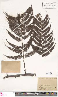 Cyathea pallescens image