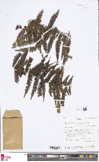 Cyathea pallescens image
