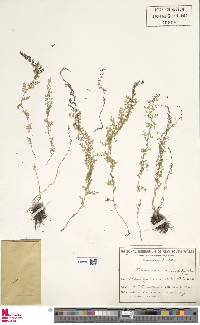Lindsaea microphylla image