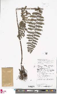 Dennstaedtia obtusifolia image