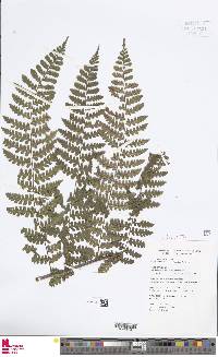 Dennstaedtia dissecta image