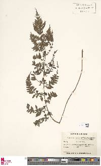 Athyrium foliolosum image