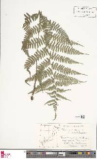 Athyrium arisanense image