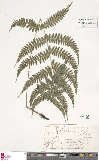 Athyrium otophorum image