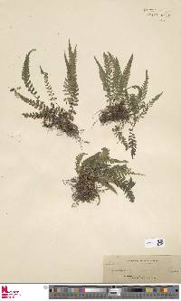 Athyrium falcatum image