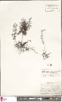 Polyphlebium hymenophylloides image