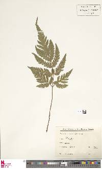 Tectaria coadunata image