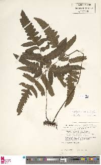 Triplophyllum buchholzii image