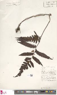 Triplophyllum buchholzii image