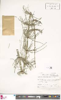 Image of Equisetum myriochaetum