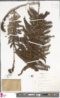 Polystichum polyphyllum image