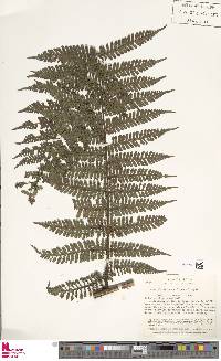 Image of Megalastrum acrosorum