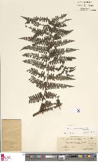 Megalastrum acrosorum image