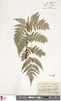 Dryopteris sabaei image