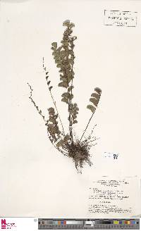 Lindsaea schomburgkii image