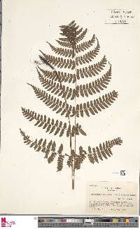 Dryopteris indusiata image