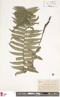 Dryopteris dickinsii image