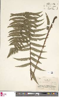 Dryopteris atrata image