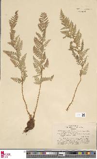 Dryopteris villarii image