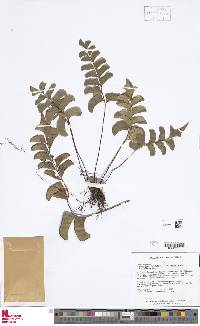 Lindsaea falcata image