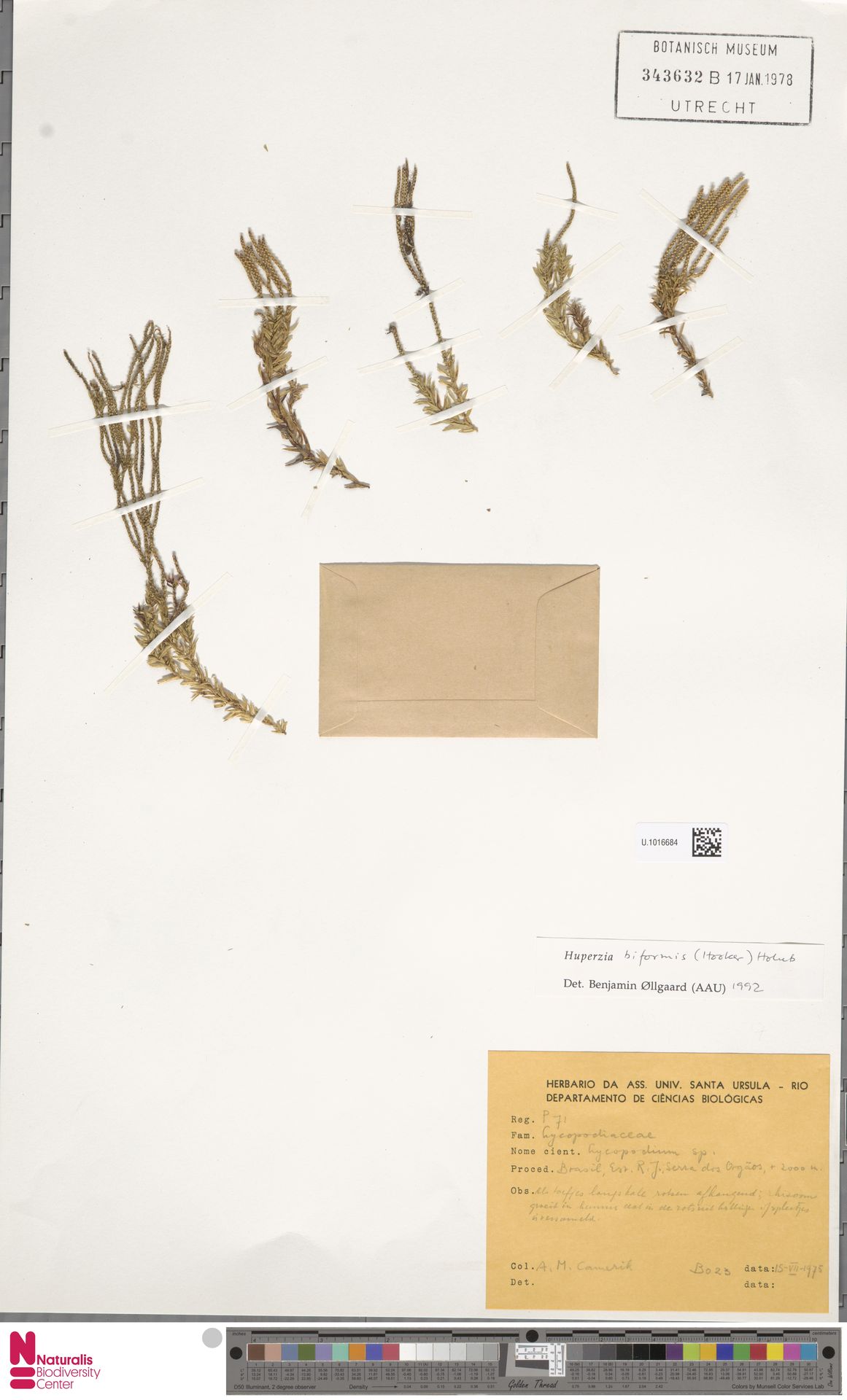 Phlegmariurus biformis image