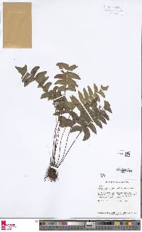 Lindsaea falcata image