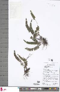 Lindsaea parkeri image