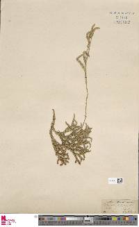 Lycopodium japonicum image