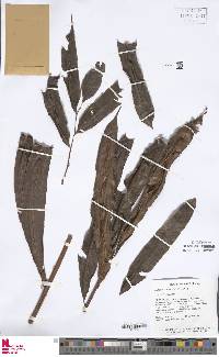 Metaxya rostrata image