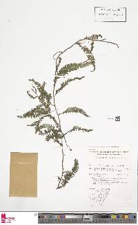 Arthropteris beckleri image