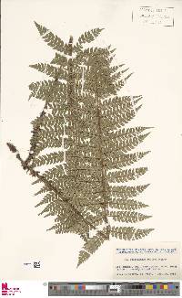 Polystichum makinoi image